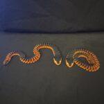 3D Snake Orange Black