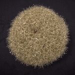 Scrubby Green Brown2